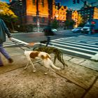Crossing dogs, NY, 2012