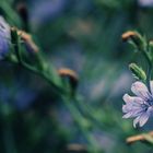 Crossing flowers