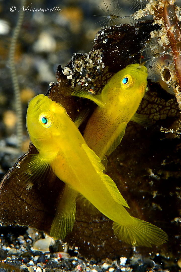 crossing goby