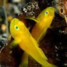 crossing goby