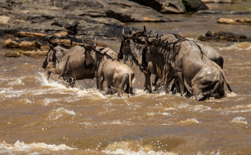 Crossing Mara River