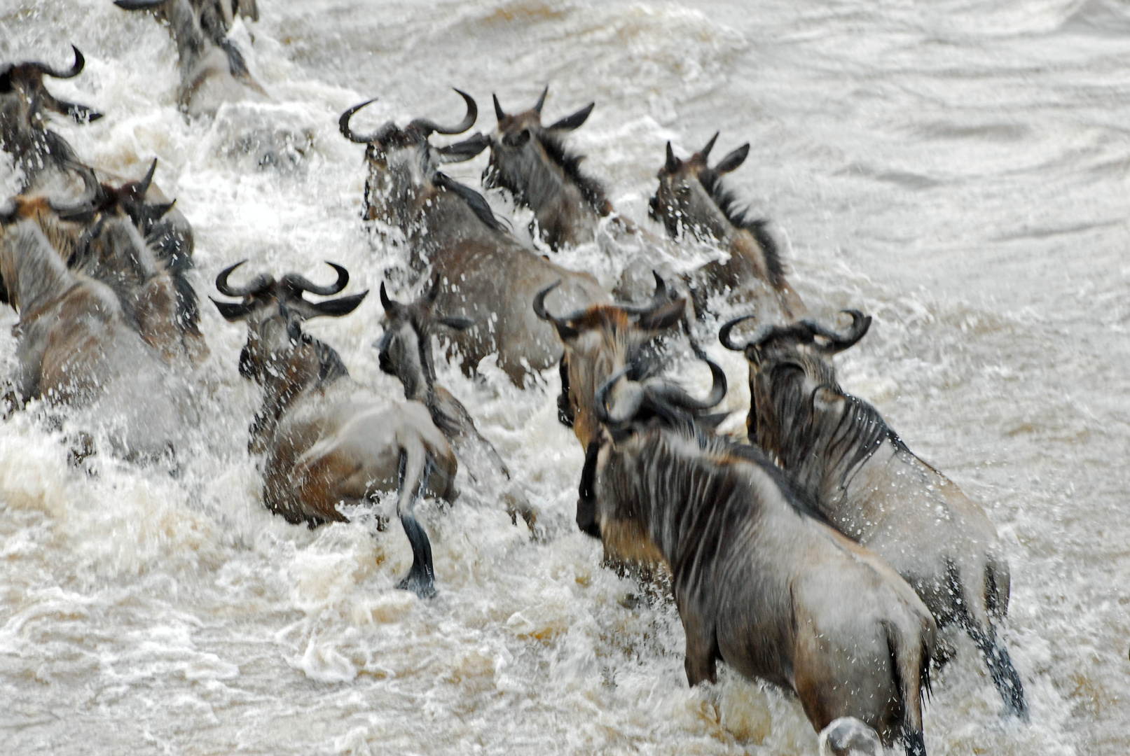 Crossing the Mara River