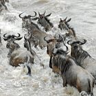 Crossing the Mara River