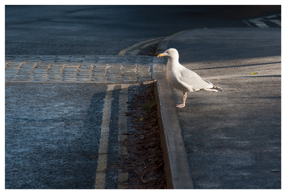 Crossing the Road...