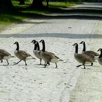 Crossing the street