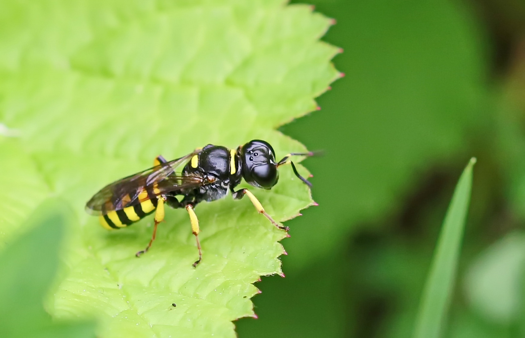 Crossocerus vagabundus