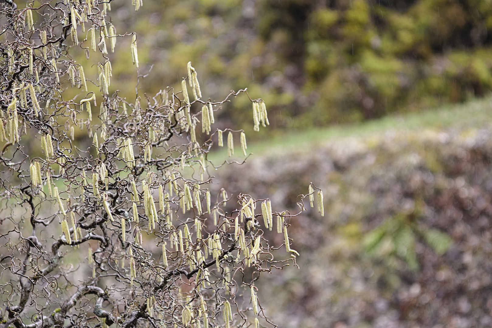 Crossover Frühling  ....