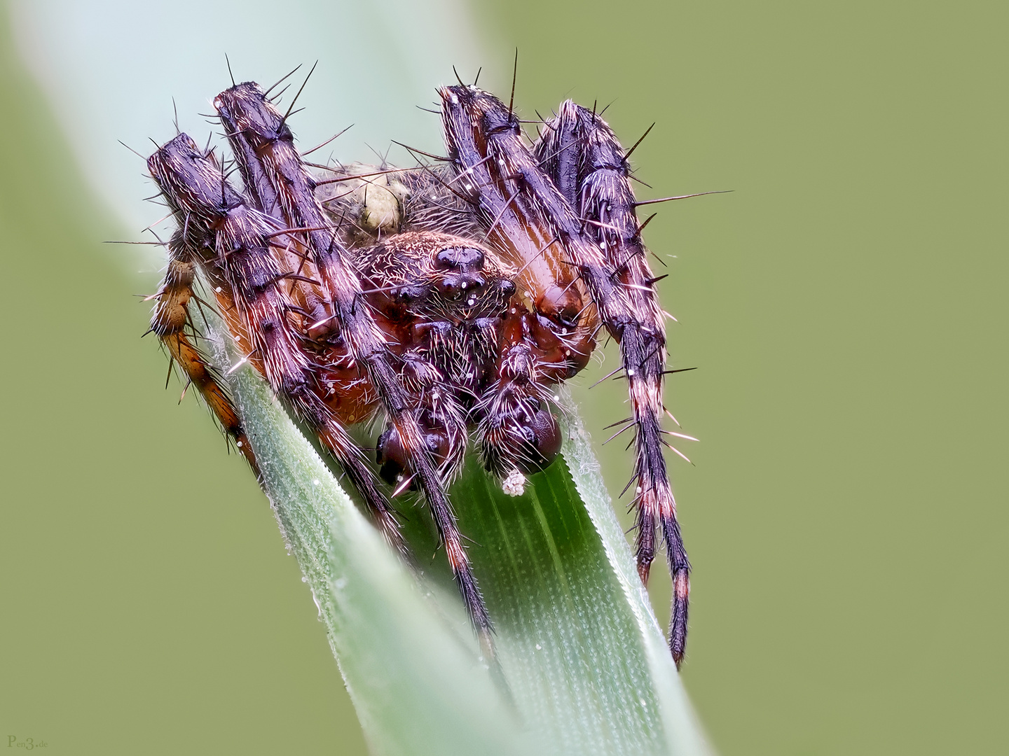 CrossSpiders (Araneus)