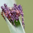 CrossSpiders (Araneus)