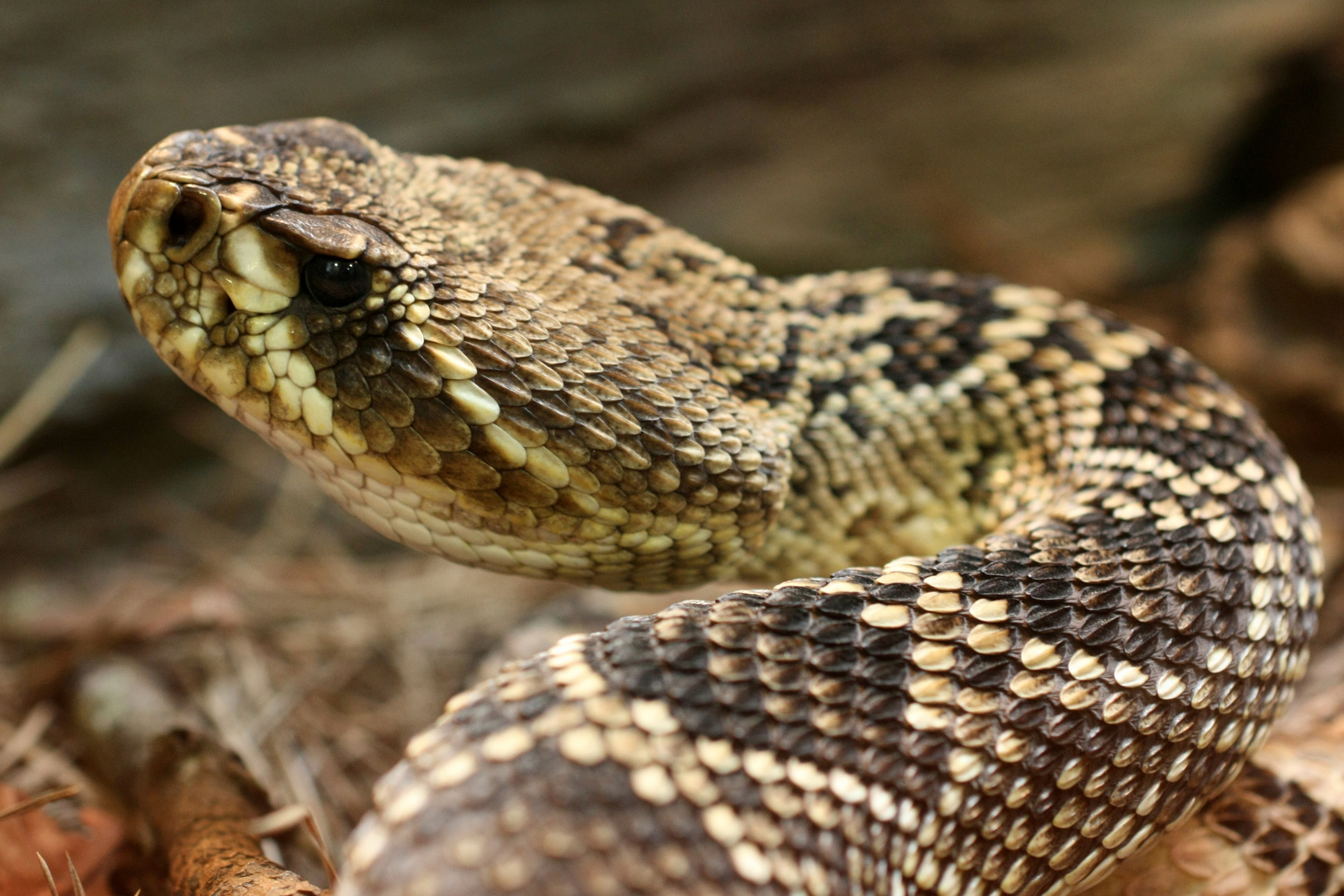 Crotalus