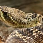 Crotalus