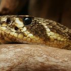 Crotalus adamanteus