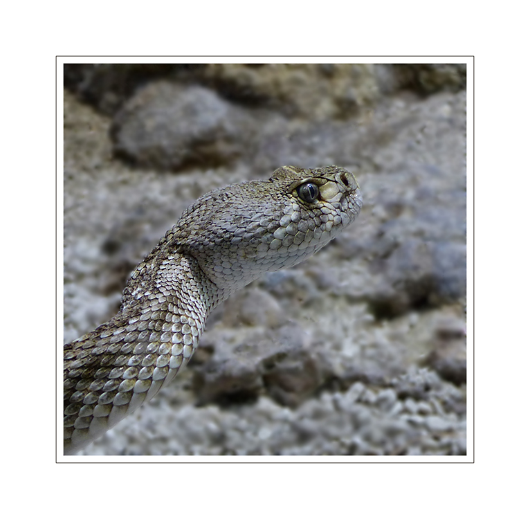 Crotalus adamanteus - Diamant-Klapperschlange