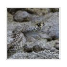 Crotalus adamanteus - Diamant-Klapperschlange