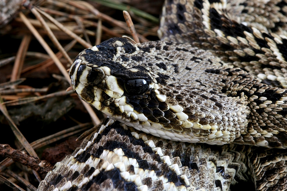 Crotalus adamanteus