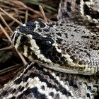 Crotalus adamanteus