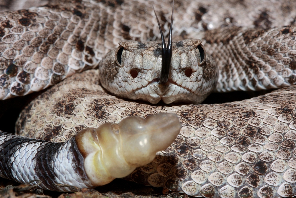 Crotalus atrox