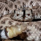 Crotalus atrox