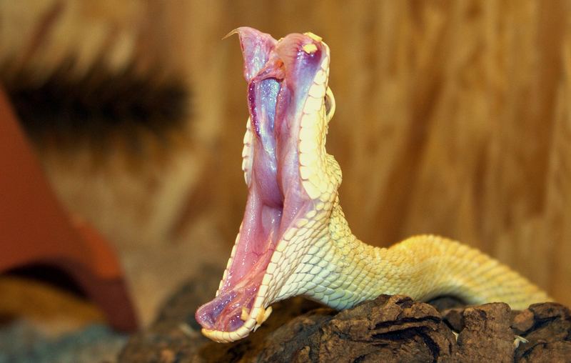 Crotalus atrox Albino - Westl. Diamant Klapperschlange 3