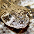 Crotalus atrox