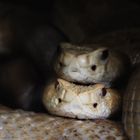 Crotalus atrox var. albino