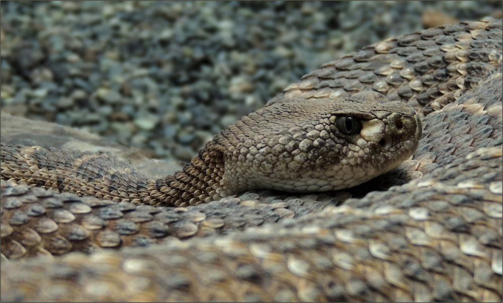 Crotalus atrox -  Westliche Diamant-Klapperschlange