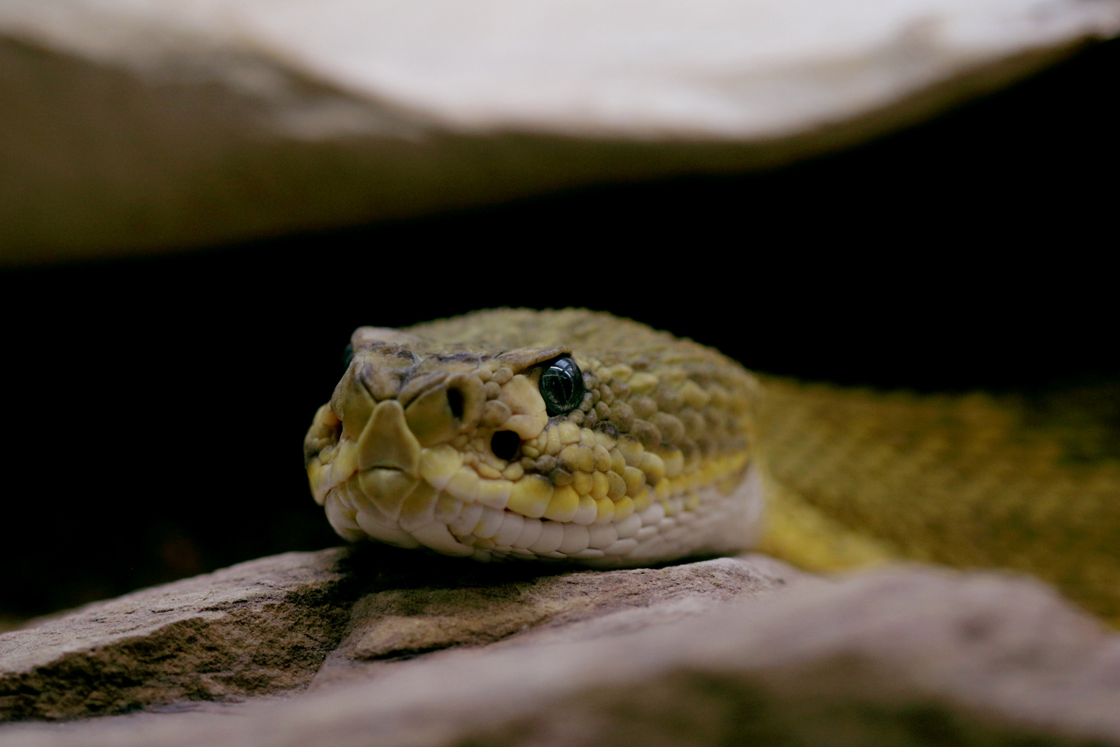 Crotalus Basiliscus