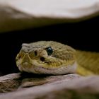 Crotalus Basiliscus