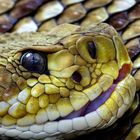 Crotalus basiliscus