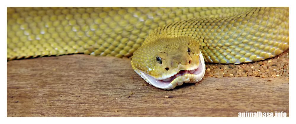 Crotalus basiliscus - Basilisken Klapperschlange ll