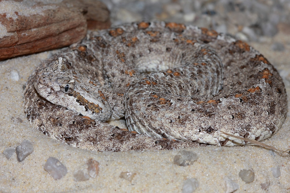 Crotalus cerastes 1