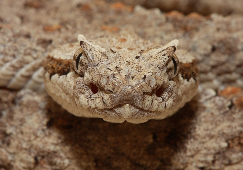 Crotalus cerastes 2