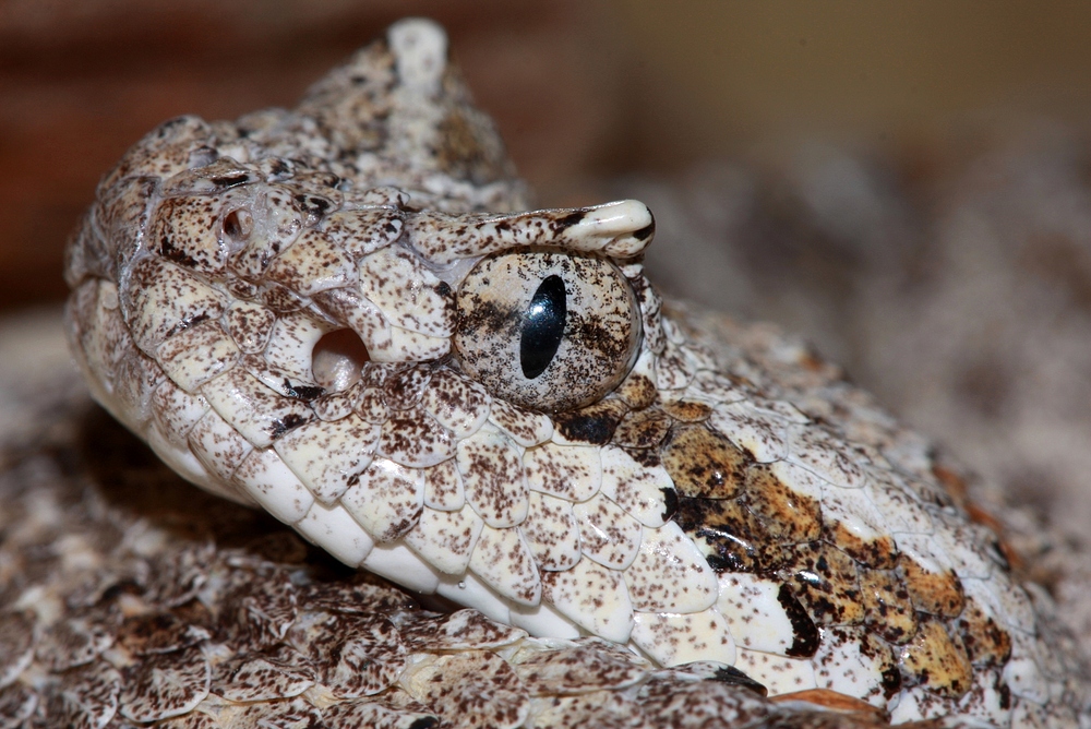 Crotalus cerastes 3