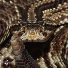 Crotalus durissus 2