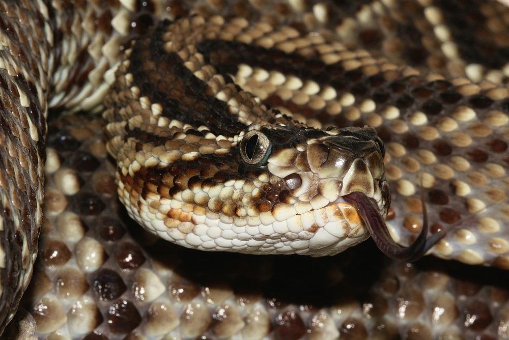 Crotalus durissus 3