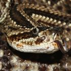 Crotalus durissus 3