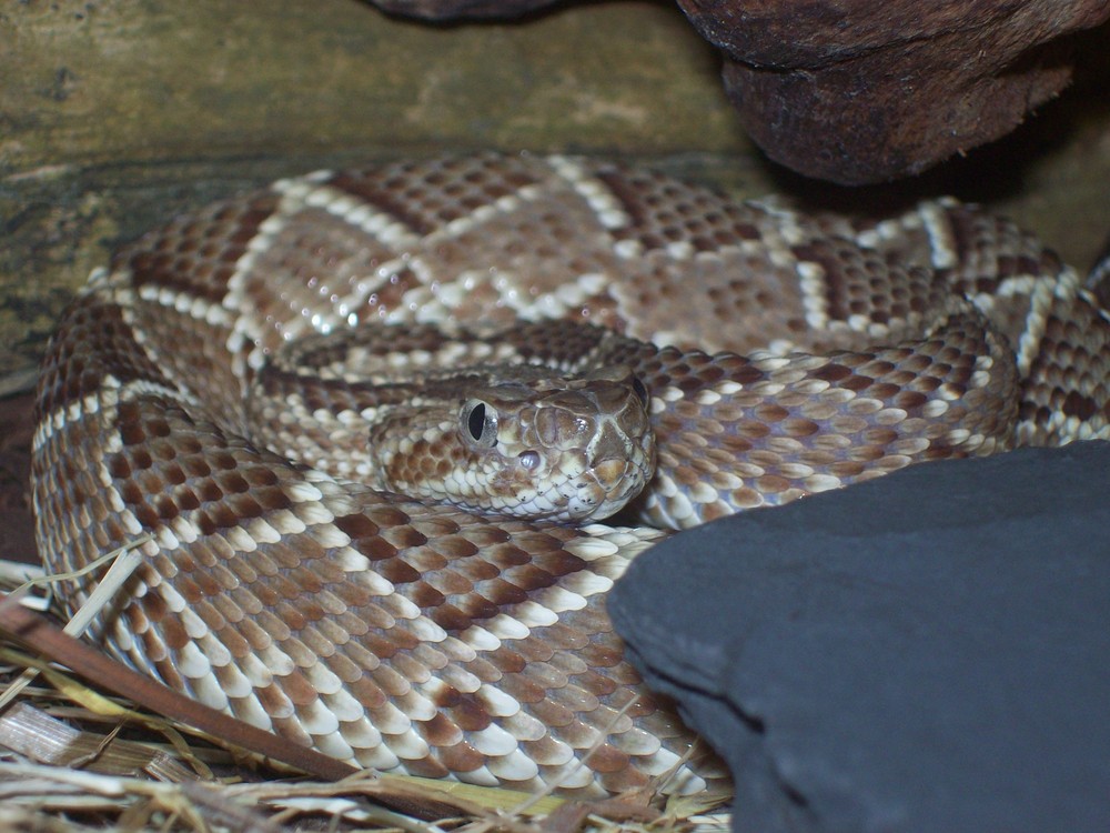 Crotalus durissus terrificus