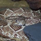 Crotalus durissus terrificus