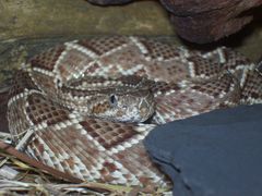 Crotalus durissus terrificus