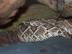 Crotalus durissus terrificus2