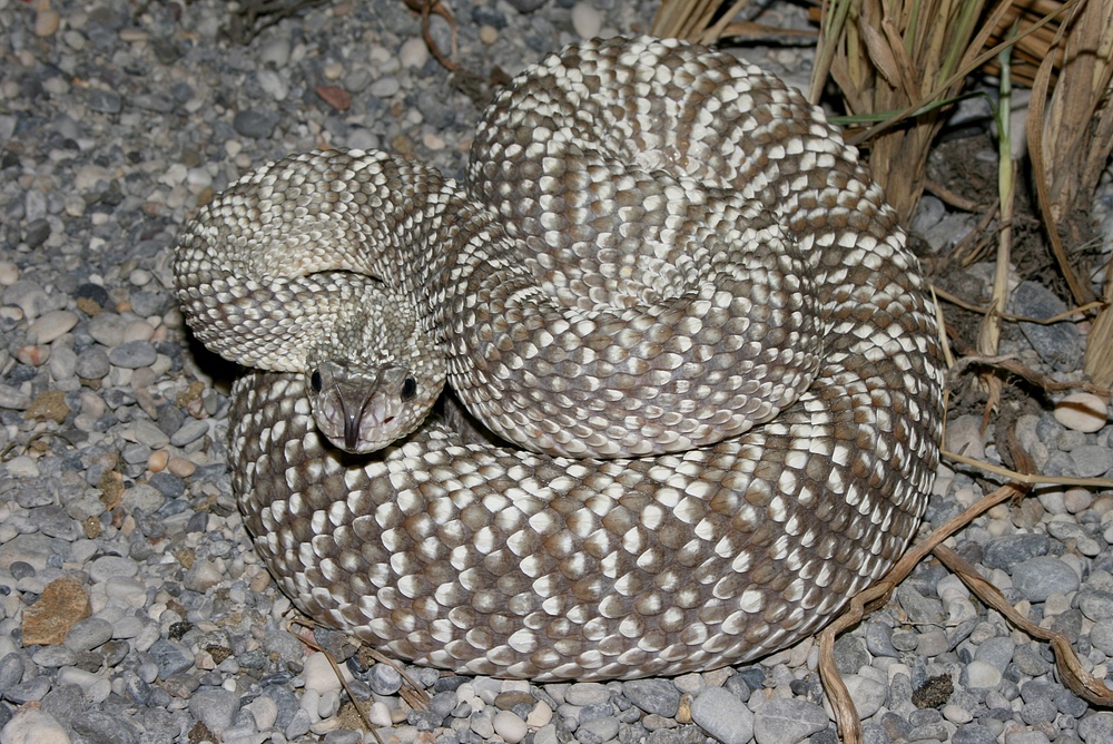 Crotalus durissus vegrandis 1