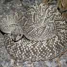 Crotalus durissus vegrandis 1