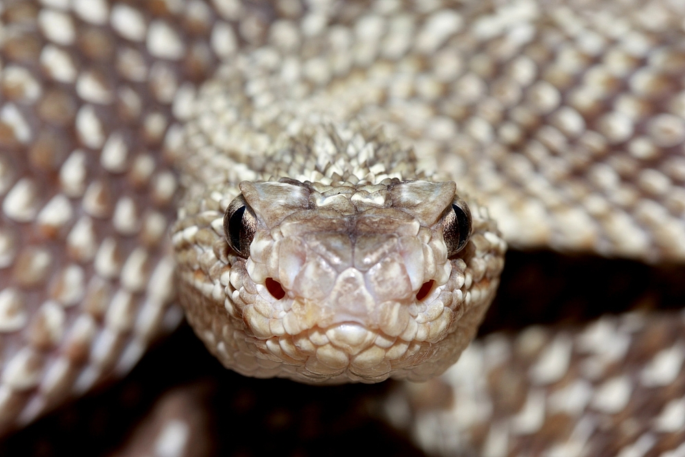 Crotalus durissus vegrandis 2