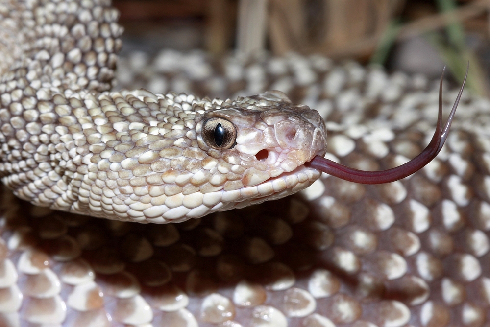 Crotalus durissus vegrandis 3