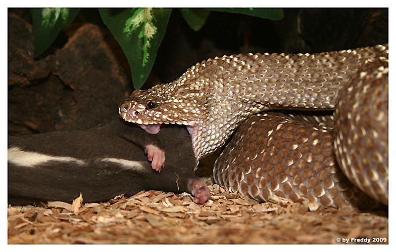 Crotalus durissus vegrandis beim Fressen...