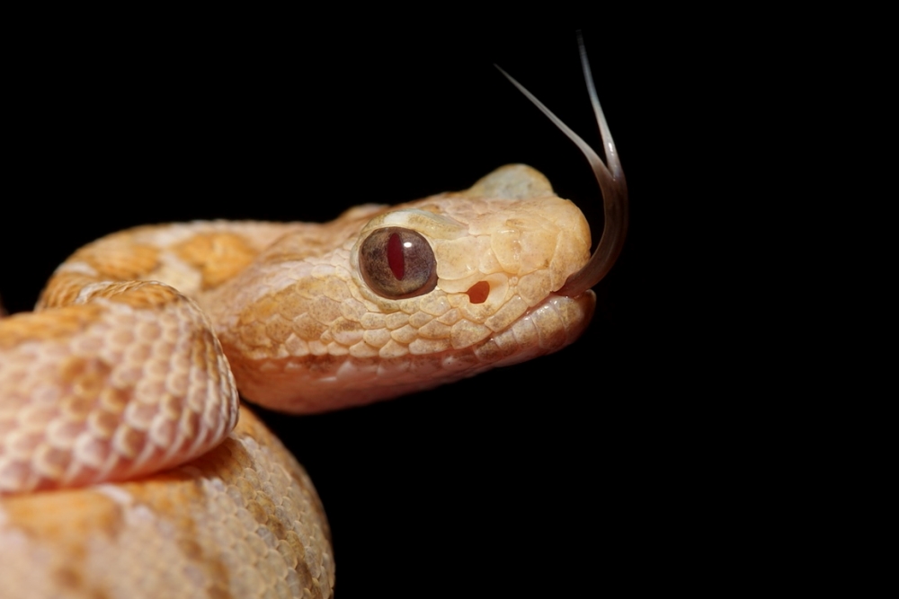 Crotalus enyo