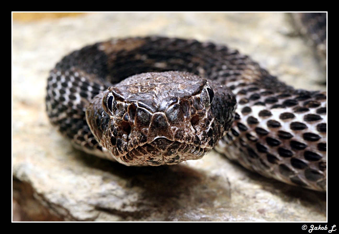 Crotalus horridus