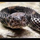 Crotalus horridus