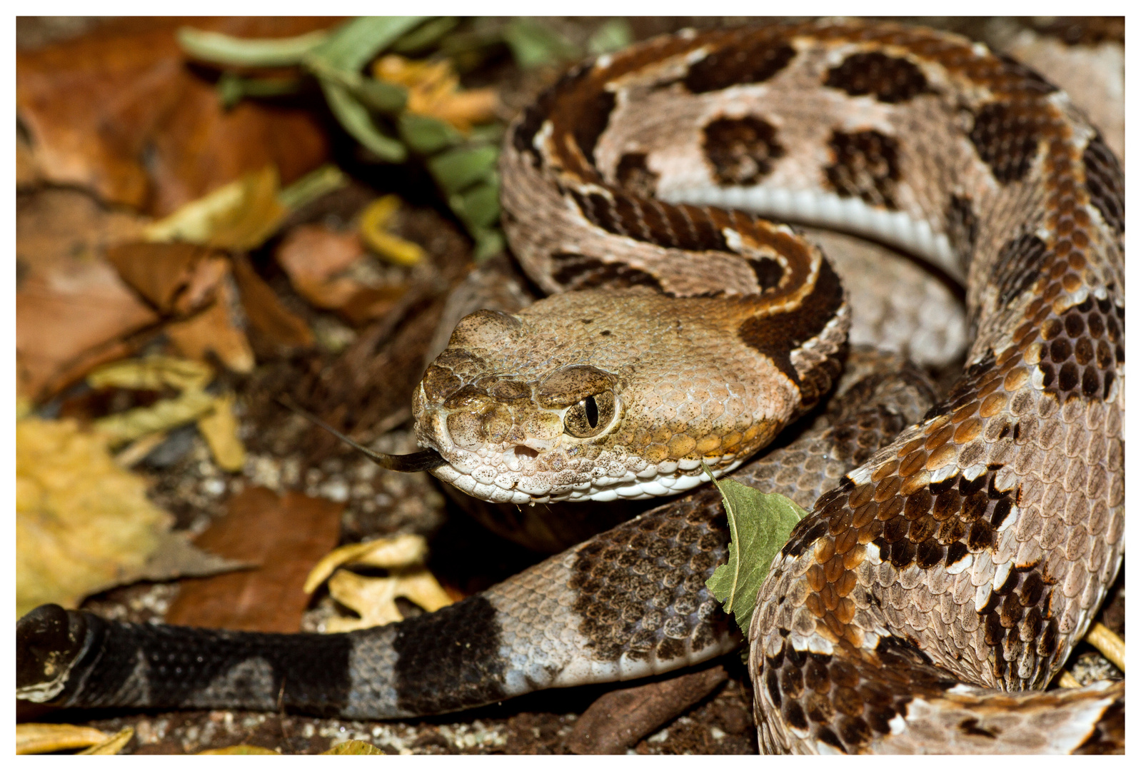 Crotalus horridus atricaudatus