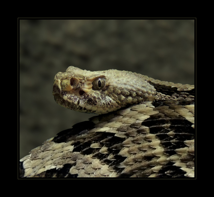 Crotalus horridus atricaudatus Latreille - Schwarzschwanz-Waldklapperschlange